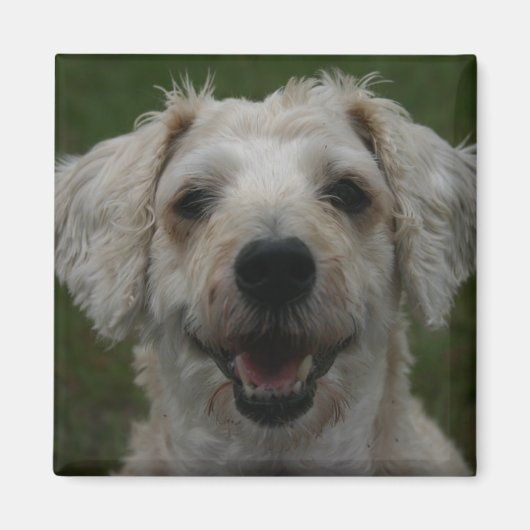 犬の磁石を溶かす マグネット (正面)