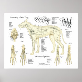 犬の神経系解剖図 ポスター