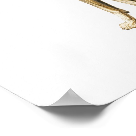 犬の筋肉と骨格解剖学のポスター ポスター (角)