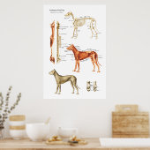 犬の筋肉と骨格解剖学のポスター ポスター (キッチン)