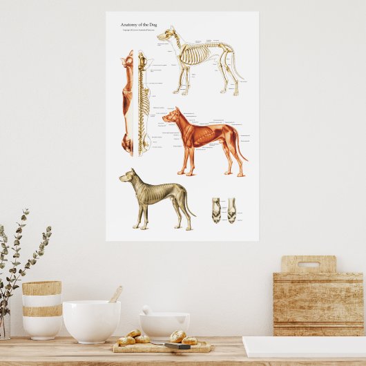 犬の筋肉と骨格解剖学のポスター ポスター (キッチン)
