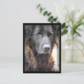 犬の絵を描はがき ポストカード (スタンド正面)