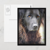犬の絵を描はがき ポストカード (正面/裏面)