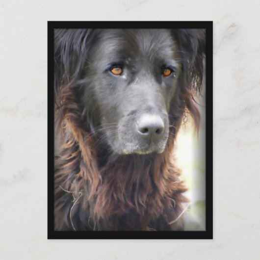 犬の絵を描はがき ポストカード (正面)