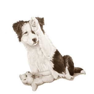 犬の絵画ポートレートの可愛いコリー縁どの子犬 腕時計