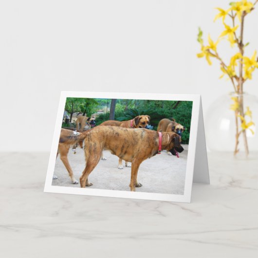 犬の群れ カード (黄色い花)