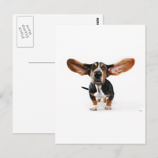 犬の耳 ポストカード (正面/裏面)