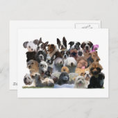犬の肖像画 ポストカード (正面/裏面)