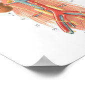 犬の血管解剖学ポスター18" X 24" ポスター (角)