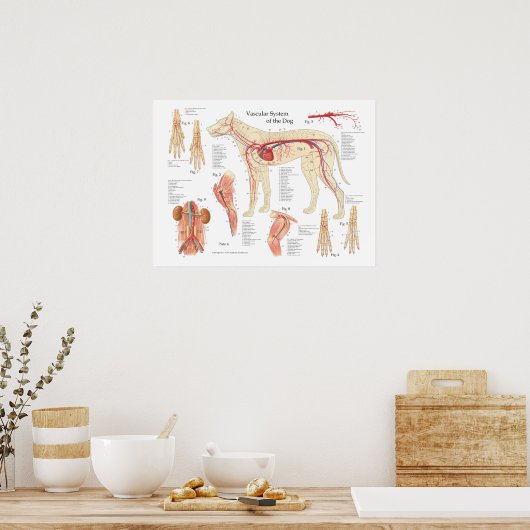 犬の血管解剖学ポスター18" X 24" ポスター (キッチン)