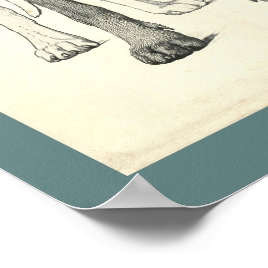 犬の表面の地形獣医解剖学プリント ポスター (角)