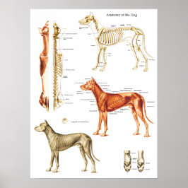 犬の解剖学のポスター筋肉と骨18 X 24 ポスター