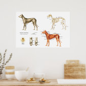 犬の解剖学のポスター筋肉と骨 ポスター (キッチン)