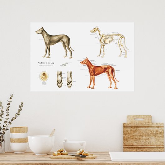 犬の解剖学のポスター筋肉と骨 ポスター (キッチン)