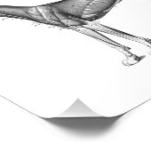 犬の解剖学プリント筋肉B/W フォトプリント            (角)