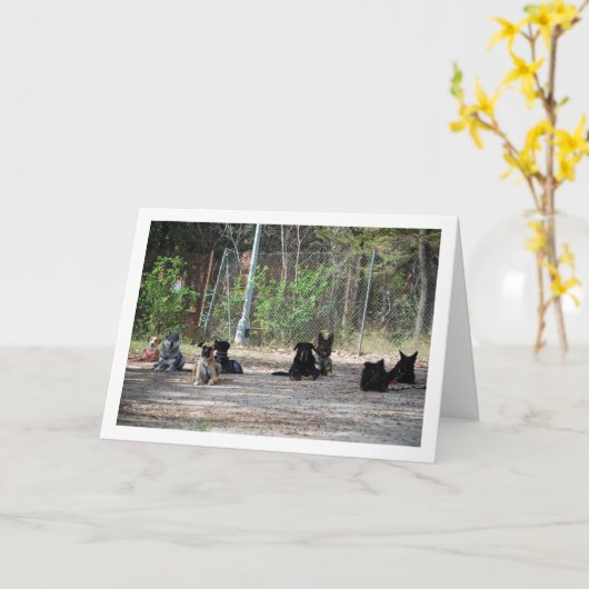 犬の訓練学校 カード (黄色い花)