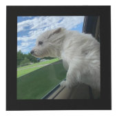 犬の記念写真 フォトキューブ (右)