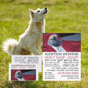 犬の赤い毛布、ペット養子縁組イベント広告ズ 名刺