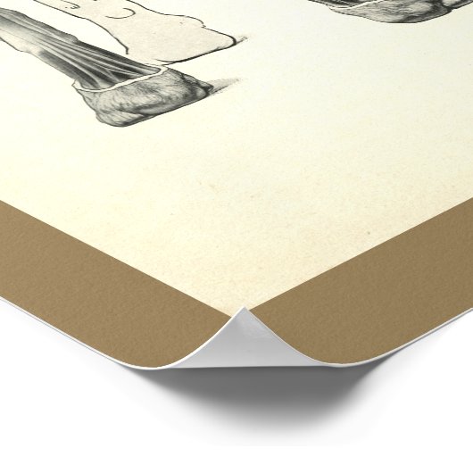 犬の足の骨格筋解剖学プリント ポスター (角)