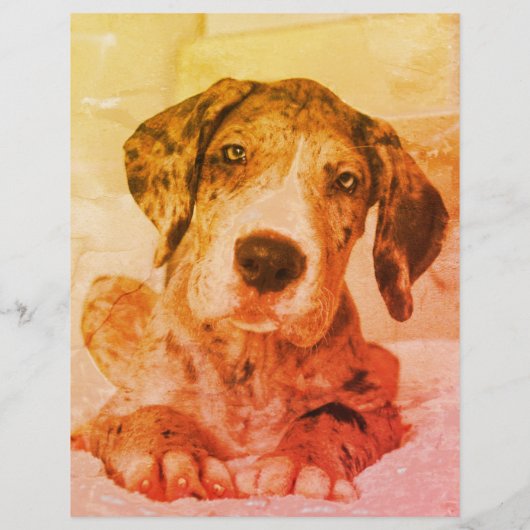 犬の迷子札が外れた チラシ (裏面)