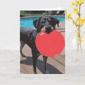 犬の遊フリスビー海水浴場 カード (黄色い花)