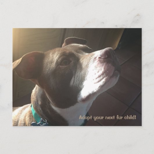 犬の里親募集救助シェルターペット ポストカード (正面)