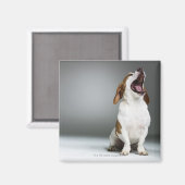 犬の雌犬 マグネット (正面/裏面)