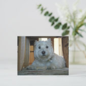 犬の骨とウェスティー写真はがき ポストカード (スタンド正面)