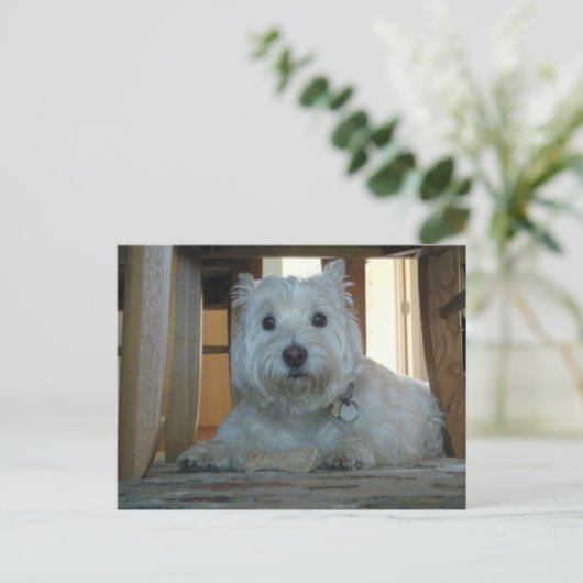 犬の骨とウェスティー写真はがき ポストカード (スタンド正面)