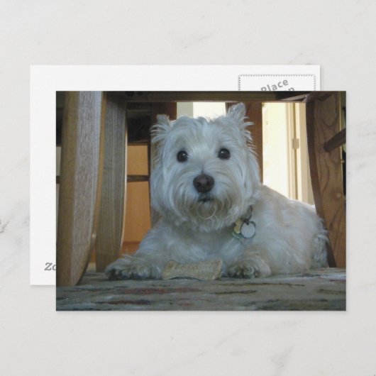 犬の骨とウェスティー写真はがき ポストカード (正面/裏面)