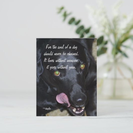 犬の魂 – Black Lab シーズンカード (スタンド正面)