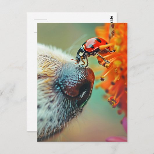 犬の鼻のラディバグ、ポストクロッシング ポストカード (正面/裏面)