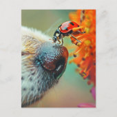 犬の鼻のラディバグ、ポストクロッシング ポストカード (正面)