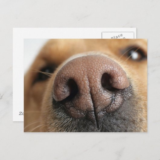 犬の鼻の極端なクローズアップ。 ポストカード (正面/裏面)