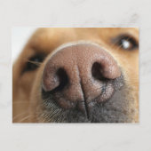 犬の鼻の極端なクローズアップ。 ポストカード (正面)