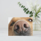 犬の鼻の極端なクローズアップ。 ポストカード (スタンド正面)