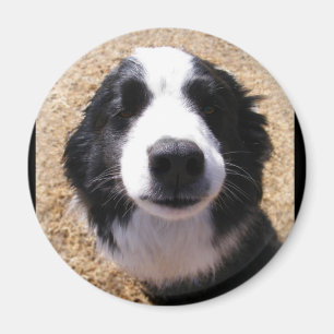 犬の鼻フォトマグネット マグネット