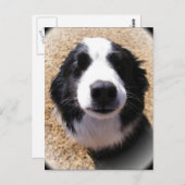 犬の鼻葉書 ポストカード (正面/裏面)