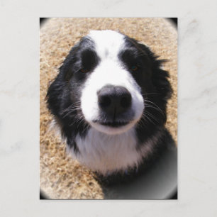犬の鼻葉書 ポストカード
