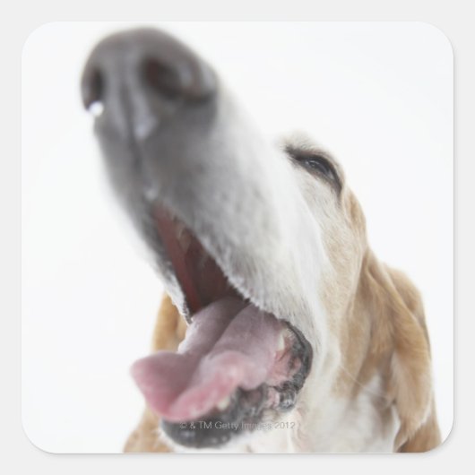 犬の鼻、クローズアップ スクエアシール (正面)