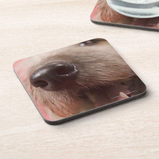 犬の鼻 コースター (左側)