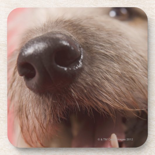 犬の鼻 コースター (正面)