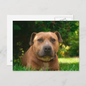 犬はがき ポストカード (正面/裏面)