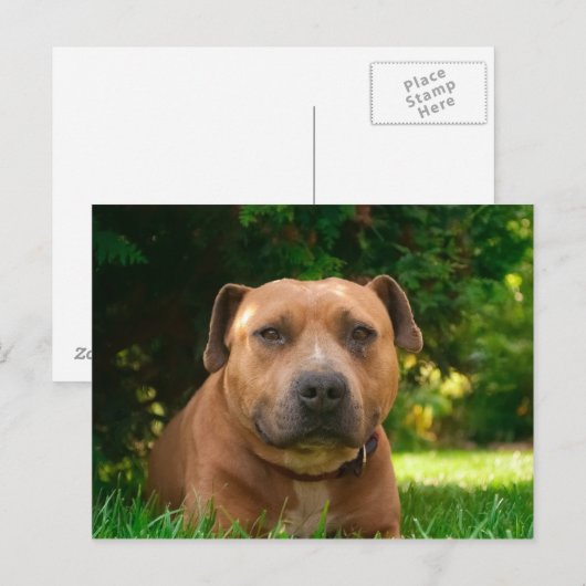 犬はがき ポストカード (正面/裏面)