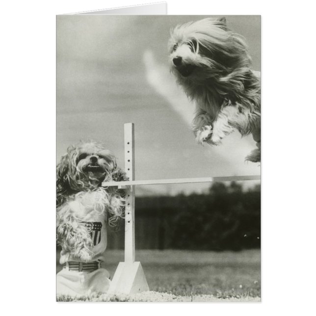 犬はミニチュアハイジャンプのバーを飛び越している (正面)