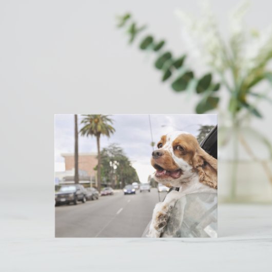 犬ぶら下がったが窓から外へ ポストカード (スタンド正面)