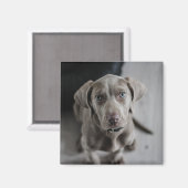 犬や猫の写真を追加するパーソナライズされた マグネット (正面/裏面)