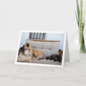 犬をベンチに置いた猫 カード (正面)