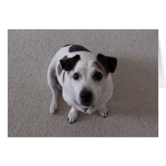 犬を坐らせて下さい