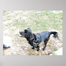 犬を散歩する時間 ポスター